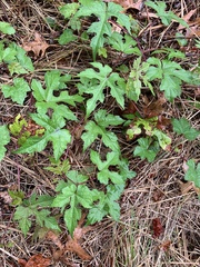 Vitis aestivalis
