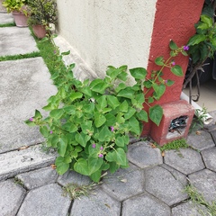 Mirabilis viscosa