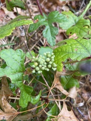 Ampelopsis