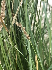 Carex vulpinoidea