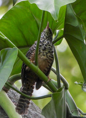 Campylorhynchus zonatus