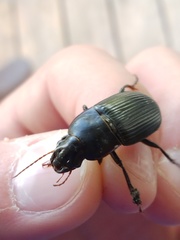 Harpalus caliginosus