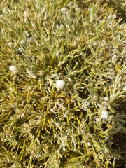 Echinospartum ibericum