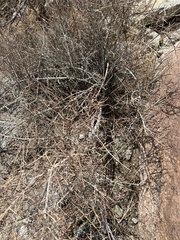 Psorothamnus schottii