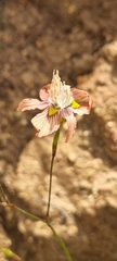 Moraea gawleri