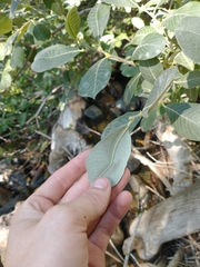 Salix delnortensis