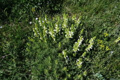 Salvia scabiosifolia