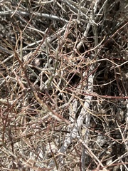 Psorothamnus schottii