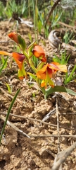 Gladiolus alatus