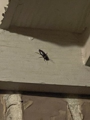 Deilelater physoderus