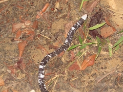 Amphisbaena fuliginosa amazonica