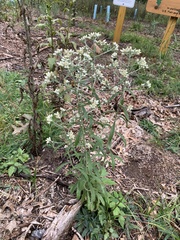 Pseudognaphalium obtusifolium