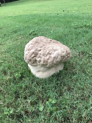 Calvatia craniiformis