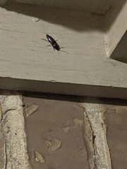 Deilelater physoderus