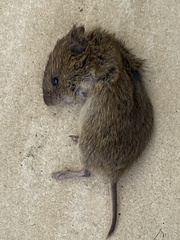 Microtus agrestis