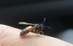 Vespula rufa