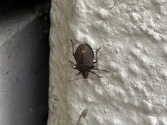 Picromerus bidens