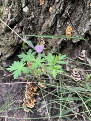Geranium bicknellii