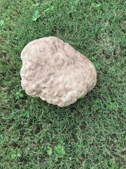 Calvatia craniiformis
