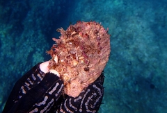 Spondylus gaederopus