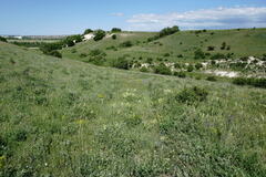 Salvia scabiosifolia