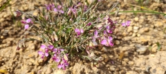 Polygala affinis