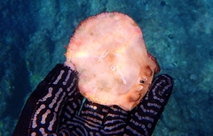 Spondylus gaederopus