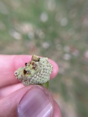 Callirhytis glandulus