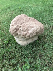 Calvatia craniiformis