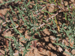 Oenothera pallida runcinata