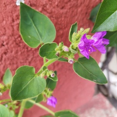 Mirabilis viscosa