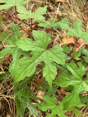 Ampelopsis