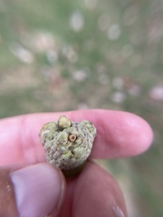 Callirhytis glandulus