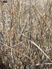 Stillingia linearifolia