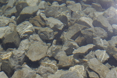 Ichthyosaura alpestris