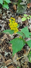 Solidago flexicaulis