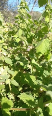 Pseudodictamnus africanus