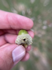 Callirhytis glandulus