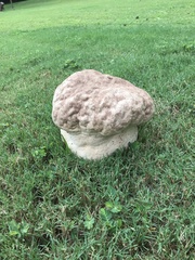 Calvatia craniiformis