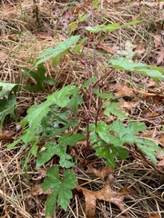 Ampelopsis