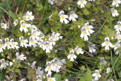 Euphrasia