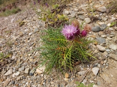 Ptilostemon echinocephalus