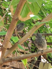 Phoenicurus ochruros