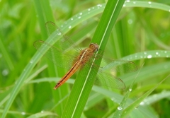 Crocothemis servilia