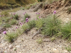 Ptilostemon echinocephalus