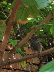Phoenicurus ochruros