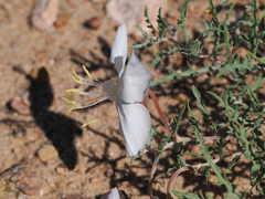 Oenothera pallida runcinata