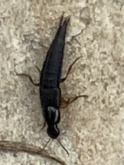 Raphirus