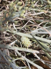 Rhopalomyia utahensis