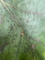 Zopheroteras sphaerula